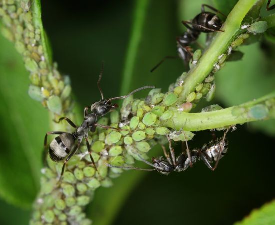 eliminar el pulgon con insectos